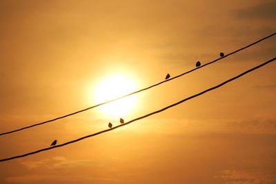 Low angle view of silhouette birds in sky