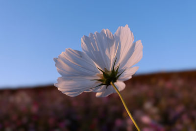 Close-up of white flower