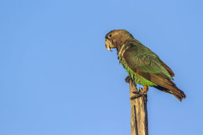 Low angle view of bird perching on wood against clear blue sky