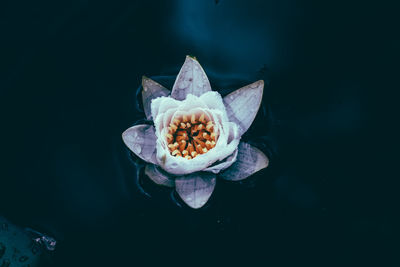 High angle view of lotus water lily in pond