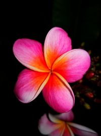 Close-up of pink flower against black background
