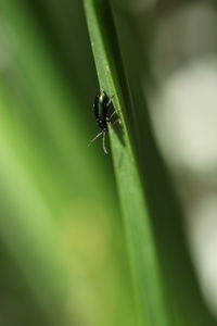 Close-up of ant on leaf