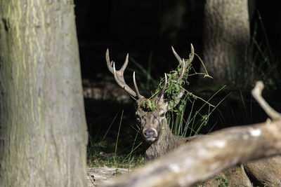 Close-up of deer by plants in forest