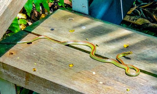 High angle view of lizard