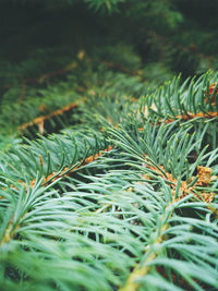 Close-up of pine tree