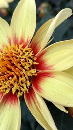 Close-up of yellow flower