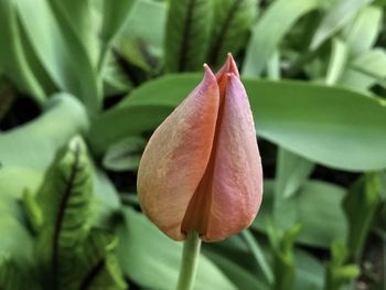 Close-up of flowering plant