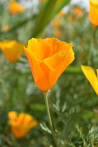 Close-up of orange flowering plant