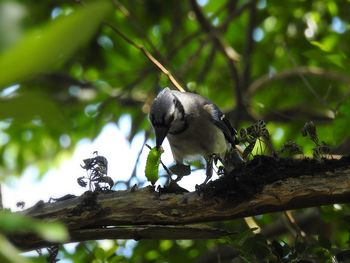 Low angle view of bird perching on branch