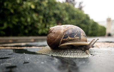 Close-up of snail after the rain