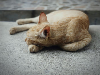 View of a dog sleeping on floor