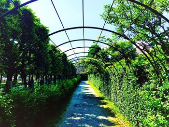 Road passing through forest