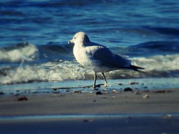 Close-up of seagull perching on shore