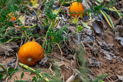 Pumpkin field before the harvest