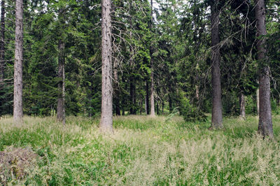 Pine trees in forest