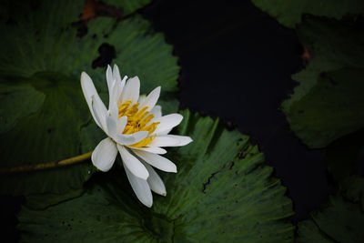 Close-up of lotus water lily in pond