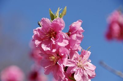 Close-up of pink cherry blossoms