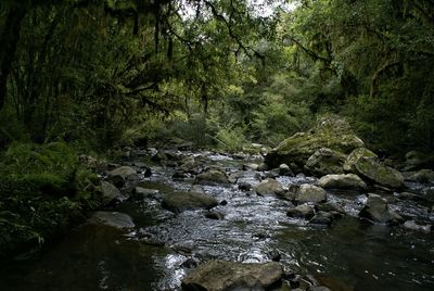 Stream flowing through forest