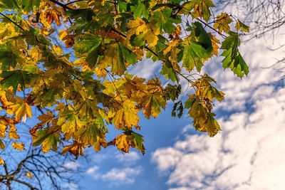 Low angle view of maple tree