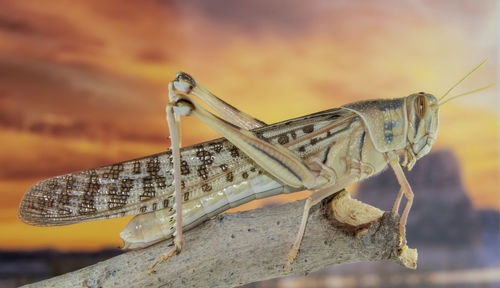 A closeup of a locust resting on a branch taken in al ain, united arab emirates, middle east