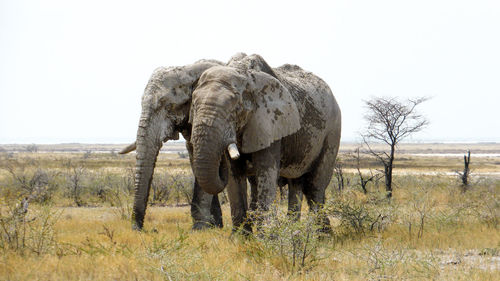 African elephants on field at etosha national park
