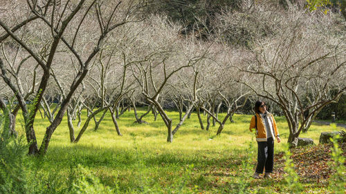 Rear view of woman standing on cherry trees field