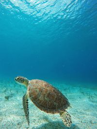Turtle swimming in sea