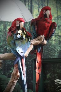 bird