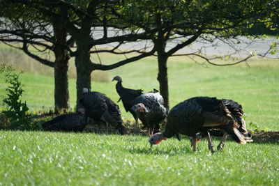 Wild turkeys 