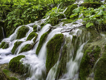 View of waterfall in forest