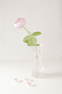 Close-up of pink rose against white background