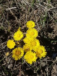 High angle view of yellow flowering plant on field