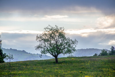 Tree on field against sky during sunset