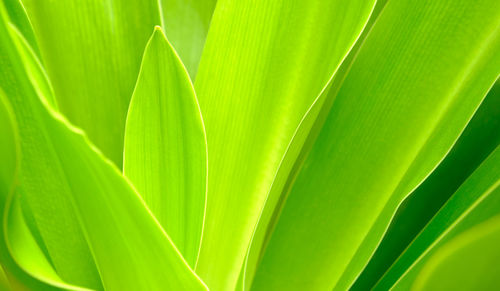 Full frame shot of palm leaves