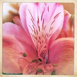 Close-up of pink flower
