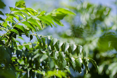 Low angle view of leaves on tree against sky