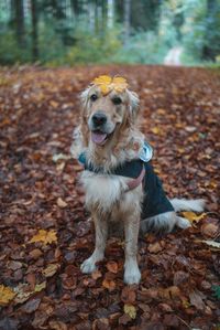 Portrait of dog on ground during autumn