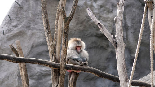 Hamadryas baboon monkey sits on the branch, silently scratching his leg. outdoors, summer day.