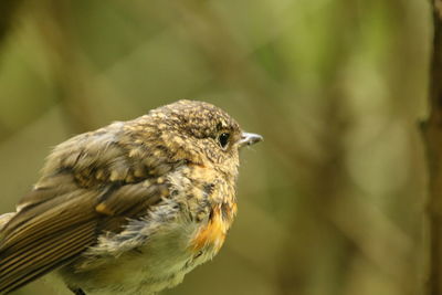 Close-up of young robin perching on a tree