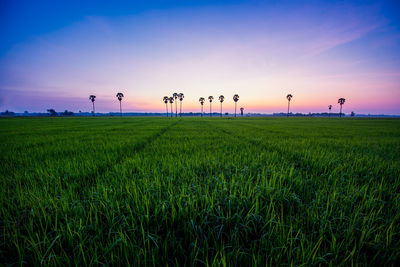 Paddy field with palm trees and sunrise at phatthalung province, thailand