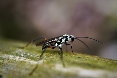 Close-up of stilt-legged fly on plant in the wild