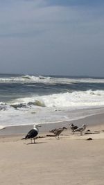 Birds on beach against sky