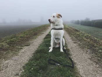 Dog on agricultural field against sky