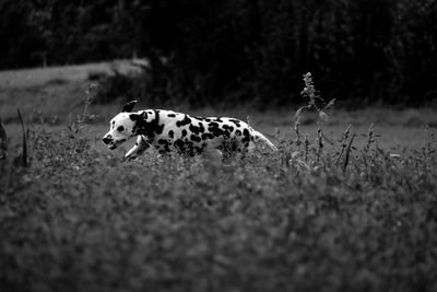 View of a dog on land