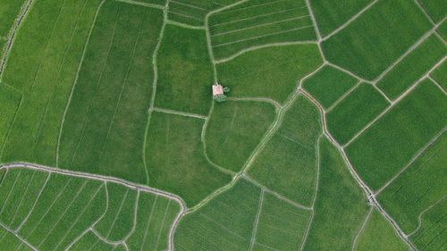 High angle view of green leaf on field