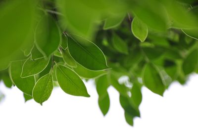 Close-up of fresh green leaves on plant against white background