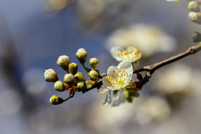 Close-up of white flowers