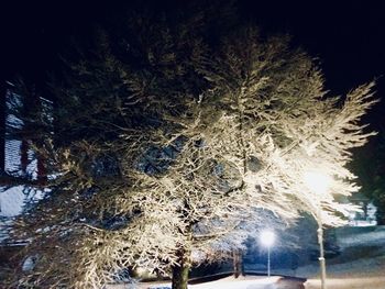 Low angle view of trees during winter at night