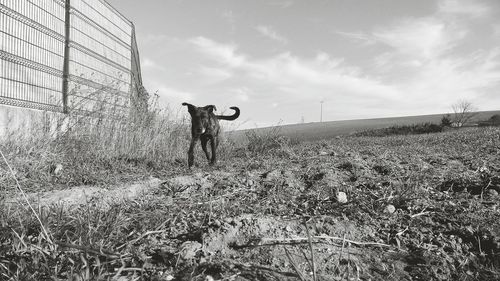 Man on field against sky