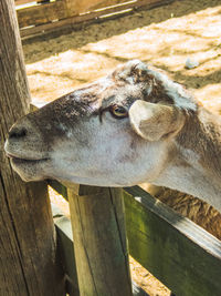 Close-up of a sheep